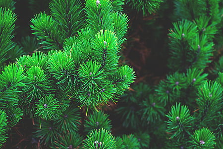 pine-plant-tree-branch-thumb.jpg