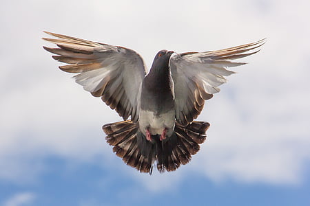 pigeon-flight-twig-flying-thumb.jpg