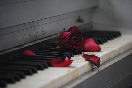 piano-rose-red-flower-thumb.jpg