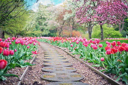 pathway-path-pink-tulips-tulips-thumb.jpg