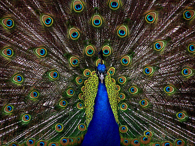 peacock-bird-plumage-display-thumb.jpg