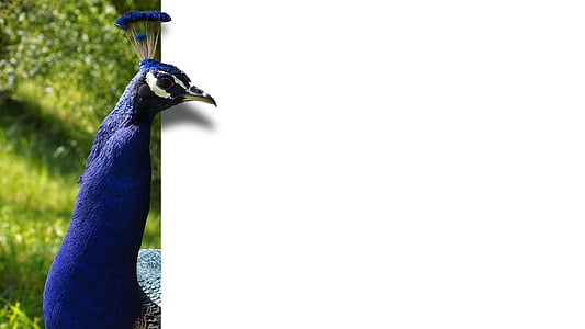 peacock-bird-feather-blue-thumb.jpg