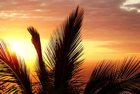 palm-reunion-island-sunset-evening-thumb.jpg