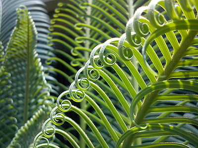 palma-plant-leaves-nature-thumb.jpg