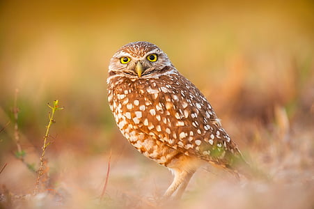 owl-bird-wildlife-macro-thumb.jpg