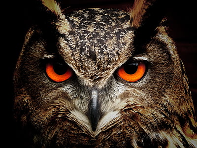 owl-bird-eyes-eagle-owl-thumb.jpg