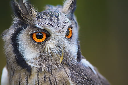 owl-bird-animal-nature-thumb.jpg