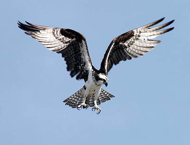 osprey-adler-bird-of-prey-raptor-thumb.jpg