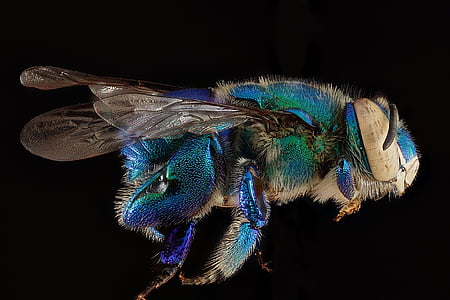 orchid-bee-macro-insect-dilemma-bee-thumb.jpg