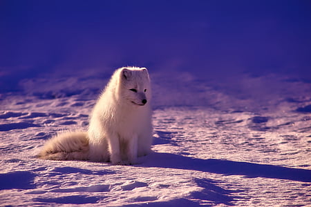 norway-fox-arctic-animal-thumb.jpg