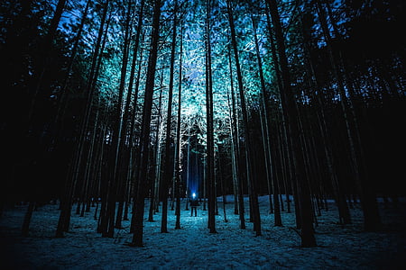 night-forest-trees-moonlight-thumb.jpg