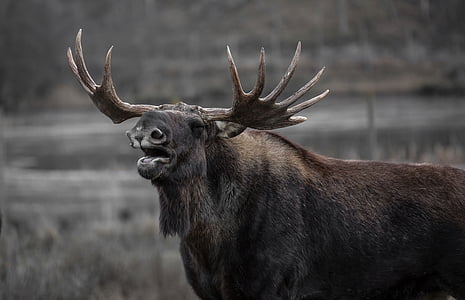 moose-bull-elk-yawns-thumb.jpg