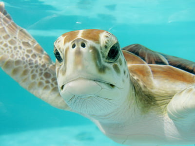 mexico-turtle-swim-underwater-thumb.jpg