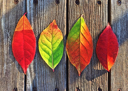 leaves-fall-colors-rainbow-thumb.jpg