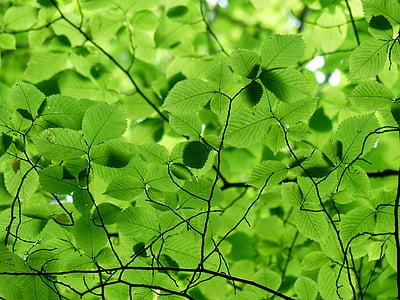 leaves-canopy-green-color-thumb.jpg