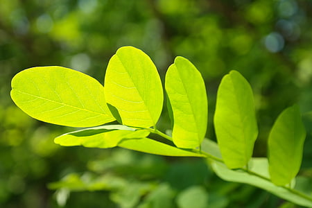 leaf-green-leaf-veins-filigree-thumb.jpg