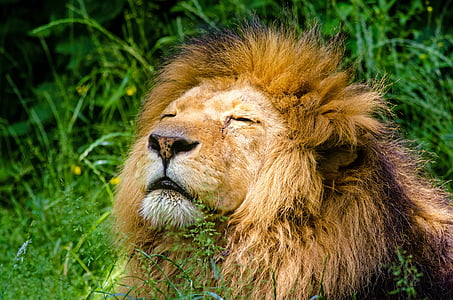 african-lion-lion-male-mane-thumb.jpg