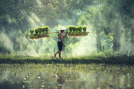 agriculture-asia-cambodia-grain-thumb (1).jpg