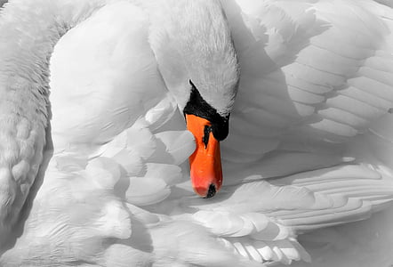 animals-swan-nature-bird-thumb.jpg