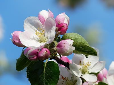 apple-blossom-apple-tree-blossom-bloom-thumb.jpg