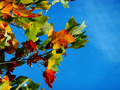 autumn-fall-leaves-leaves-fall-color-thumb.jpg