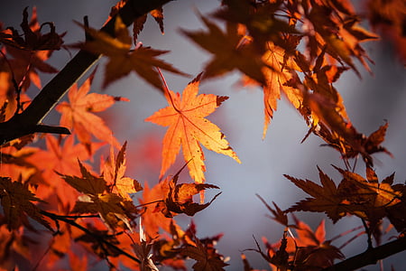 autumn-leave-japan-nature-maple-thumb.jpg