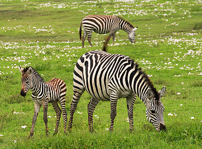 baby-zebra-safari-serengeti-tanzania-thumb.jpg