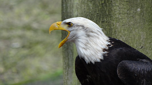 bald-eagles-usa-raptor-forest-thumb.jpg