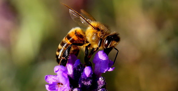 bee-lavender-insect-nature-thumb.jpg
