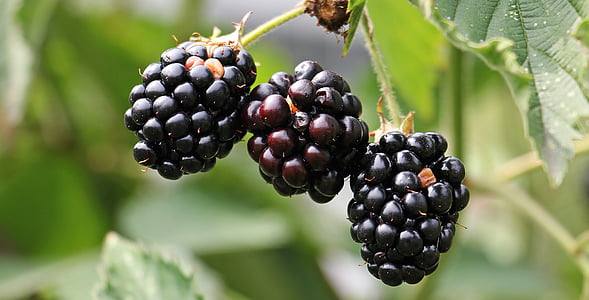 blackberries-bramble-berries-bush-thumb.jpg