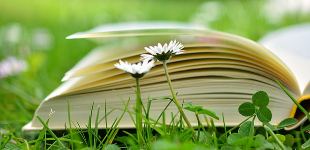 book-read-relax-meadow-thumb.jpg