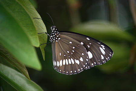 butterfly-wings-insect-common-crow-thumb.jpg
