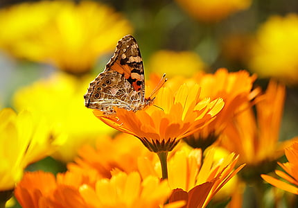 butterfly-yellow-insect-nature-thumb.jpg