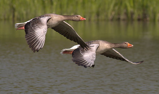 canada-geese-geese-animals-water-thumb.jpg