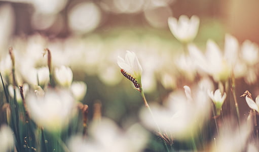 caterpillar-flowers-white-flowers-nature-thumb.jpg
