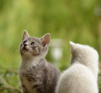 cat-young-animal-curious-wildcat-thumb (1).jpg