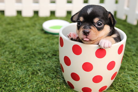 chihuahua-dog-puppy-cute-thumb.jpg