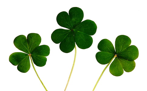 clover-shamrocks-irish-day-thumb.jpg