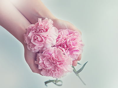 1658404074221003486.jpg cloves-flowers-pink-carnation-pink-thumb.jpg