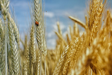cornfield-wheat-field-wheat-cereals-thumb.jpg