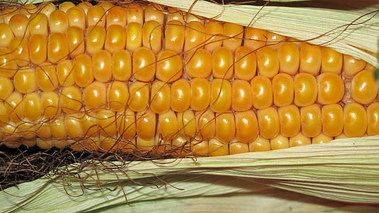 corn-grain-corn-on-the-cob-autumn-thumb.jpg