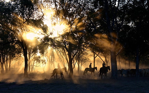 cowboys-sunlight-trees-herding-thumb.jpg