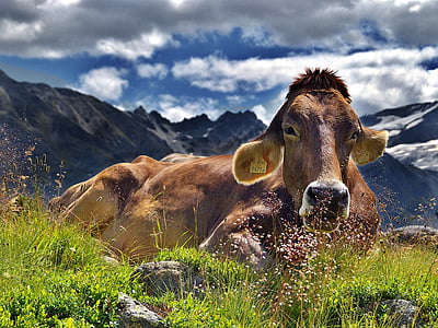 cow-the-alps-mountains-rest-thumb.jpg