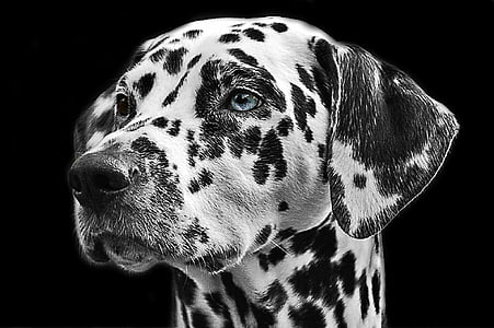 dalmatians-dog-animal-head-thumb.jpg