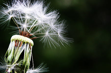dandelion-seeds-pointed-flower-meadow-thumb.jpg