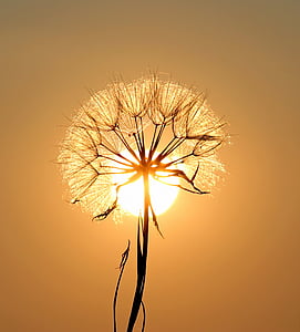 dandelion-sun-dew-water-thumb.jpg