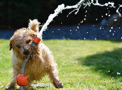 dog-garden-terrier-fun-thumb.jpg