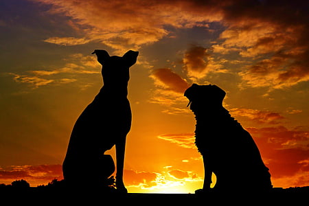 dogs-animals-sunset-friends-thumb.jpg