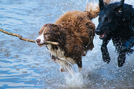 dogs-playing-fun-water-thumb.jpg