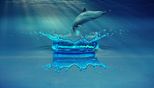 dolphin-animal-marine-mammals-water-thumb.jpg